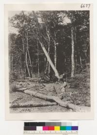 [No caption on photograph. Possibly shows members of the U.S. Army Signal Corps, Spruce Production Division (Spruce Squadron) and their logging operations in the Pacific Northwest during World War I.]