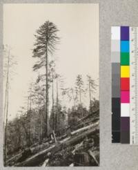 Redwood Utilization Study. Tree #854. Left as spar tree and later cut. Very hard wood. Note young growth. Looking east. E. F. September 15, 1928