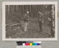 Metcalf and Kingsbury in young fir stand at Liegel Bros. Ranch near Olympia, Wash. Sept. 1952. Much of the land here which formerly had a heavy stand of fir is now alder because of repeated fires. Walt Thomson