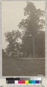 The municipal camp ground of Richmond, Virginia, occupies a rolling sandy knoll covered with stately white, Spanish, shingle, willow and black jack oaks, loblolly pines and associated species. The tree shown is a white oak (Q. alba)