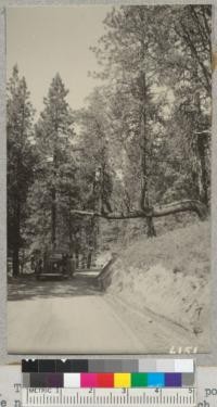 The undiscouraged tree. A ponderosa pine near Whitaker's Forest which refuses to quit when bent down by weight of snow. 1937. Metcalf