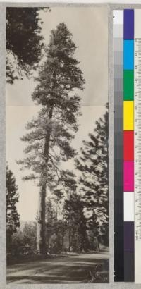 View of top 1/2 and lower 1/2 of Western Yellow Pine roadside tree at Meadow Valley, California, showing large burl near base. See also photo #958 for close-up of the burl. May, 1926. E. Fritz. Cut 1931