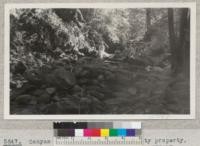 Canyon of Bear Gulch on University property, San Mateo County. 1933. Metcalf