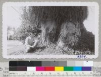 Rudy Grah and the base of the large Eucalyptus globulus tree on the highway near Orange, Orange County. The ivy has been cut away but still clings to the tree. Metcalf