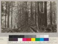 Second Growth Redwood Cutting Experiment, Project #688, Freshwater Creek, Humboldt County, California. Scene in second-growth forest after a thinning out of suppressed trees, etc. Tree #4 is show in this group. E. Fritz, June 1923