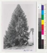 Beautiful specimen of Bunya Bunya, Araucaria bidwillii, in Healdsburg. Metcalf. Feb. 1953