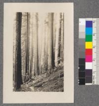 A good stand of Douglas, fir, western hemlock and cedar growing on slide rock. Coast Range of British Columbia