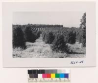 The Holly Hills plantation of English Holly was started by Mr. W.A. Holman near Watsonville about 1932. It now has 140 acres of holly trees. July 1952