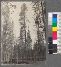 Controlled burning experiment, Weed Lumber Company, August, 1920. Large tree in center apparently killed. Note dead reproduction in foreground