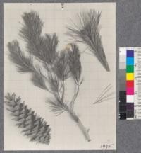 Pinus monticola - Western white pine - Davis - Drew 1920