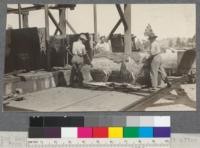 Peeling Western Yellow Pine (California White Pine) just after being removed from soaking vats. Veneer plant. Weed Lumber Company, Weed, California. June, 1920. E.F