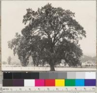 Valley Oak. Q. lobata, near Hopland, California. Summer condition. See also No. 6458 for winter condition. 8-7-39. E.F