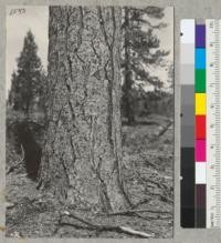 Jeffrey pine. 34'' diameter at breast height. Overmature. In Sec. 13, T 24 N, R E. Mt. Diablo Meridian near Meadow Valley, California. Elevation 4000'. June 7, 1939. E.F