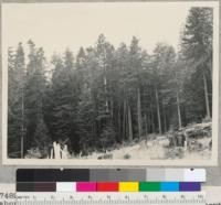 Redwood Region. On Smith's property above Ryan's Slough, near Eureka. Second Growth about 70 years old. 8-24-50. E.F