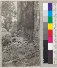 Second Growth Redwood Cutting Experiment, Project #688, Big River, Mendocino County, California. Showing the character of under cut required on trees 94 and 95 which grew from same stump. Note that the cambium of the two trees has become continuous. Trees like this have to be chopped down, cross cut saws being of no use. V. B. Davis, March 1923