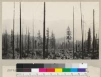 Snags and trees remaining after heavy cutting and burning by a split-stuff operator. John Burman land near Weott. (Mowry Creek). July 1934. E.F