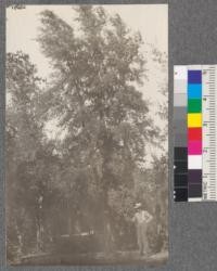 The best tree in the cork Oak plantation of 1903, on better land. Photo Sept. 1920. Chico Forestry Station