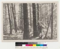 Douglas fir 40 year plantation. Buck Creek Planting (Snoqualmie National Forest - Now Mt. Baker Forest). Planted Oct. 1912. Herb Plumb, one of the planters in picture. Photographed Sept. 28, 1952. Note: Trees in row can be followed - filled in with natural seeding of western hemlock and western red cedar. Photo by Carl Nordstrom, Issaquah, Washington