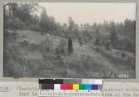 Plantation of ponderosa pine on abandoned orchard land in the Placerville project area of the Soil Conservation Service. Inspection trip with Plair. 1938. Metcalf