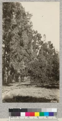 A fine Blue Gum windbreak 110 feet high with very little interference with first row of orange trees, which have had double application of fertilizer. Metcalf. 1928