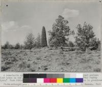 A remarkable specimen of Juniperus occidentalis growing with normal western Juniper trees on the plains in Modoc County. It is locally known as "The Pretty Juniper." Farm Advison Hays is bringing cuttings of it for propagation in greenhouse. Photo enlarged from color positive by Forest Supervisor Russel Beeson. Fall '39