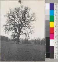 Valley Oak (Q. lobata) near Kellogg, Alexander Valley, 15 miles east of Redwood Highway. 3/4/38. E.F