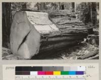 Butt log of a redwood over 2000 years old. At High Rock Flat, Pacific Lumber Company land near Dyerville. Felled by Jim Skiffington middle of August 1934. Stump 12' x 14'. Sept. 1934, E.F