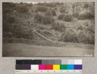 Redwood plot near Camp 1. Union Lumber Company, Mendocino County after thinning