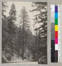 Redwood tree, west side of Highway 101; 10.8 miles south of Richardson Grove and .3 miles south of Lilly Grove. Looking south. 67" diameter at breast height, 225' high. Probably 4 feet of it buried under highway fill. Thrifty young-looking crown, long branches; crown 2/3 length of tree. For identification note higher level of old pavement to left. April 21, 1933. E. F