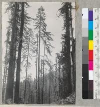 Redwood. Selective logging record. Project #1676. Tree #698 in center. Photo from Stake 2. Leaner to right is #696. 6-20-40. E.F