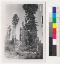 Redwood Region. A tractor trail in the stand described in #7536 to 7539. 9/3/52 E.F