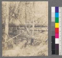 A fire trap in a cedar swamp (Thuja occidentalis). Douglas Lake, Cheboygan County, Michigan. 1909