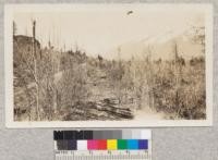 Larch and White fir reproduction on 1910 burn. Cabinet National Forest, Montana. C.E. Knutson, Minnesota, 1924