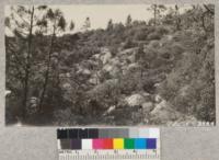 Using the park tree gun along the fire line on the McCormick controlled burn, Tuolumne County, September, 1928. Metcalf