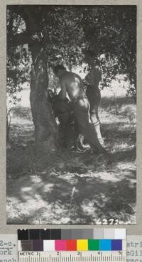 Greenan and Pennington stripping cork from one of the smaller McGill Ranch trees. Sept. 1940. Metcalf