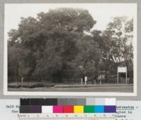 Bald Montezuma Cypress tree - "El Sabino" - Taxodium mucronatum - One of the largest trees in North America. Photographed in Mexico by J. B. Schneider, July 1941 - North entrance to town of Zimapan. Elevation 7000' - Circumference 42' at base