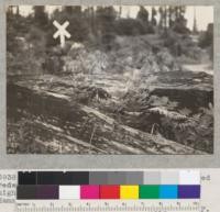 Redwood. Natural seeding in a hollowed redwood log. About 16 seedlings, 6" to 28" high. Cummings Creek (Van Duzen River) at Hammond's railroad crossing and county road. 6-12-41 E. F