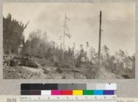 Skyline setting, Union Lumber Company. Fort Bragg, California near Camp 25. The donkey shown operates the trolley shown in #2693-4-5. Note outside exhuast. The top cable running right fro spar tree is the tight or standing line. E. F. July 1925