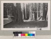 Whitaker's Forest, June 8, 1950. Rudy Grah uses a 10 ft. pruning saw to remove branches from 75 year old Sequoias near Live Oak Lodge. Metcalf