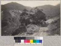 Grove of Eucalyptus and cypress on the University property at Point Sal, Santa Barbara County. Metcalf. December, 1928