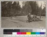 Telephone poles cut from second-growth pine stands near San Andreas, Calaveras County. Many of these can be removed in thinnings with a real benefit to the remaining stand. Lantern Slide. June, 1926