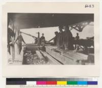 [No caption on photograph. Possibly shows members of the U.S. Army Signal Corps, Spruce Production Division (Spruce Squadron) and their logging operations in the Pacific Northwest during World War I.]