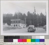 Redwood Region. Sequoia Park, Eureka. From in front of 3204 T. Street. To record dead tops and for comparison with photo taken in 1920 by E. F. Some few dead tops were cut off by city high climbers in 1952. E. F. 8/29/53