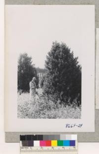 Art Sowder and a typical tree in the Holly Hills plantation of English Holly near Watsonville. The holly sells retail at $1.00 per lb. July 1952. Metcalf