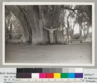 Bald Montezuma Cypress tree - Taxodium mucronatum - "El Sabino." One of the largest trees in North America. Photographed in Mexico by J. B. Schneider, July 1941 - North entrance to town of Zimapan. Elevation 7000 feet. 42 feet in circumference at base