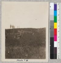 Lady Jane Ranch, Forest Springs, Nevada County. 25 acres of grain growing in land burned over October 23, 1925, by State Ranger W. F. Sharp. Photo #8