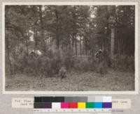 Red Pine seed tree (right) and reproduction from it under open Jack Pine stand, Cloquet Forest, Minnesota. Lantern slide made