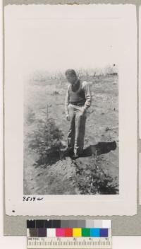 Bill Maguire, Farm Forester California Department of Forestry, Placerville, and one of the red fir trees in the Earl Fruit Company plantation. Trees about 10 years old. may 1950. Metcalf