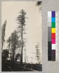 Redwood Utilization Study. Tree #1237. E. F. September 15, 1928