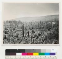 Redwood Region. Results of 2 fires (1936 and 1945) and logging. Hammond Lumber Company, Maple Creek above Big Lagoon. Humboldt County. Looking East and N.E. from planting plot #1623 at old Camp 10. 8-22-49, E.F